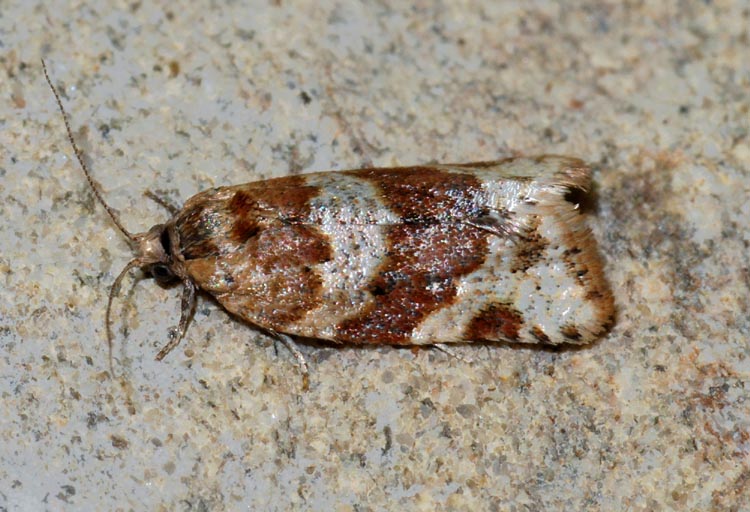 Olindia schumacherana ? - cf. Argyrotaenia ljungiana